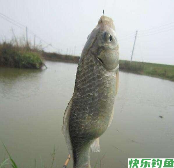 鲫鱼怎么钓效果好？记住4个技巧，爆护很简
