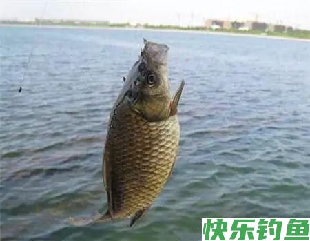 为什么有那么多人喜欢钓鲫鱼