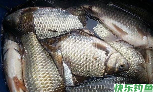 野钓经验谈之四 鲫鱼最爱吃的饵料 别担心