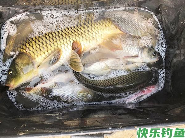 野钓鲫鲤用多大的钩?选钩不能一概而论，得