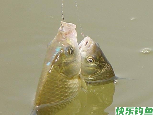 野钓鲫鱼技巧