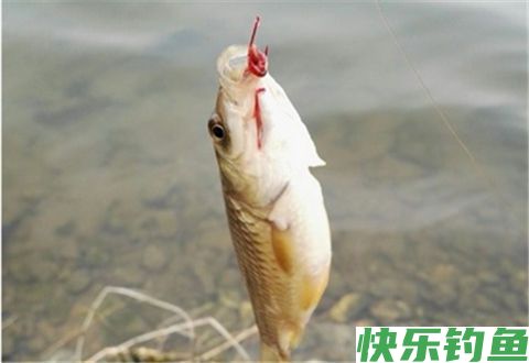 冬季钓鱼技巧，挂红虫调漂时，要注意漂尖破