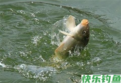 天气转凉之后鱼情大变！老钓友这4大黄金法