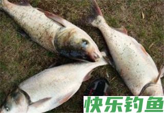 野钓白鲢钓底还是钓浮？如何选择钓点