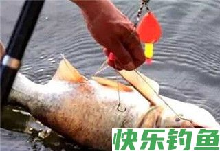 秋季野钓鲢鱅的三方面关键点