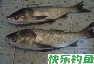 秋季野钓鲢鱅的三大关键点