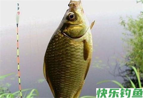掌握这几个秘技，冬天野外沟渠钓鱼定能爆护