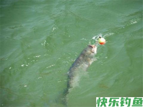 冬钓鲫鱼夏鲢鳙，的四个实用技巧