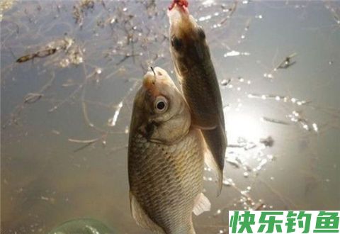 12月份钓鱼方法，打窝聚鱼