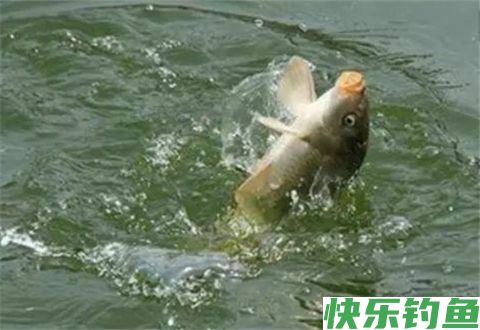 冬季垂钓鲫鱼常犯的一些错误
