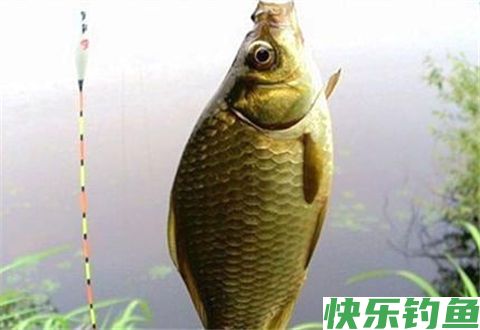 冬季海竿串钩钓大鲫鱼的几个高招，让你连连