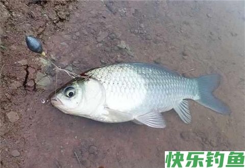 这5个南方冬季钓点选择让你分分钟爆护