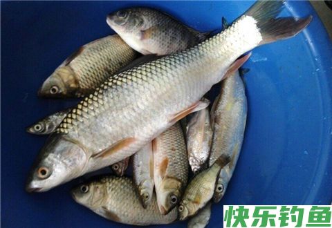 钓不到鱼？来看看南方冬季钓鱼的9个鱼类进