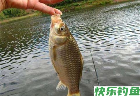 冬季可以选择深浅交界处的钓位垂钓