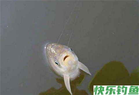 鲢鳙鱼低温作钓有哪些技巧？