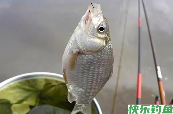 野外钓鱼子线长短如何选择？一定要根据我们