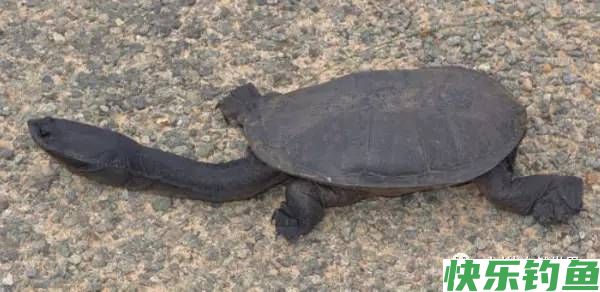 鲤鱼吃什么食物以及如何制作鲤鱼饵料