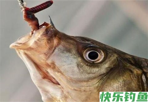 冬钓应对轻口鱼的小妙招