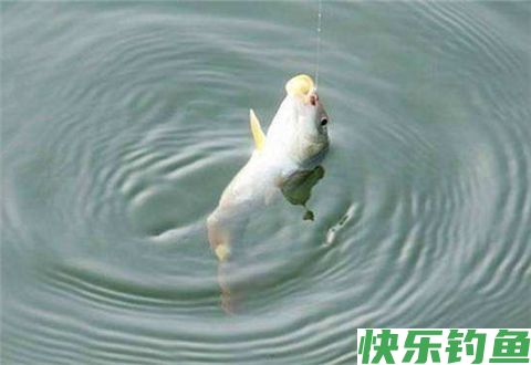 冬天鱼不好钓，听听老师傅如何说的