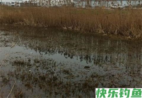 都说冬天钓鱼要钓草，可这几种草也不能钓