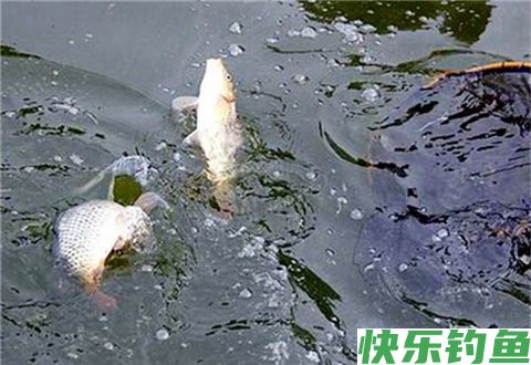 钓鱼没口是什么原因？