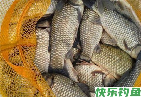 想要钓好鲫鱼，先要了解鲫鱼的习性
