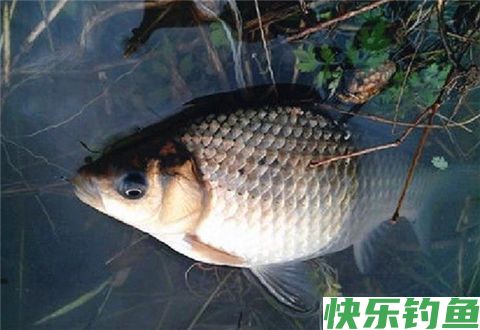 冬钓学这几招，让你每次钓鱼都满载而归