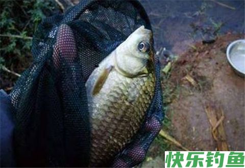 冬钓鲫鱼，选好钓位让你事半功倍