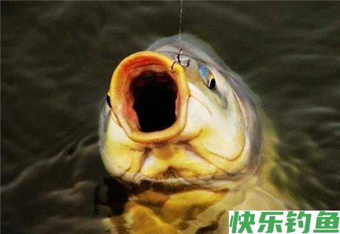 冬季钓鲫鱼的难点这样解决