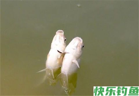 温差是影响冬季垂钓的关键天气因素