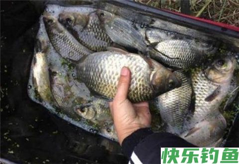 冬钓鲫鱼，这3点技巧你必须要知道