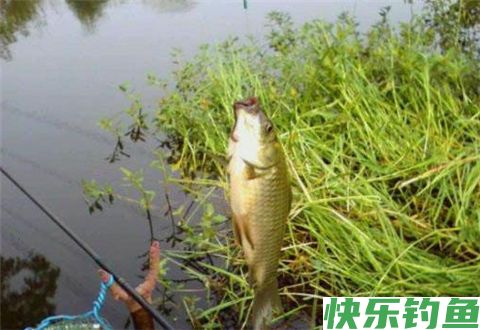 传统单钩双坠立漂钓鲫，抛投稳不缠线