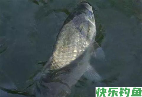 冬钓弱口鲫鱼的调漂和钓法