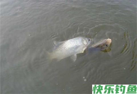 冬钓阳应注意的3个细节