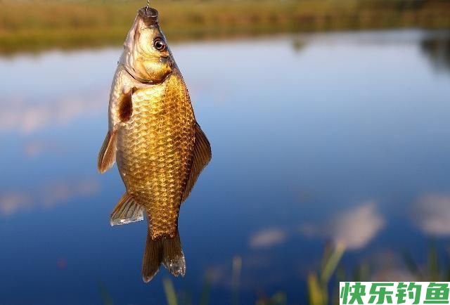 冬季野钓，钓点有鱼，却总是不咬钩！幸亏我