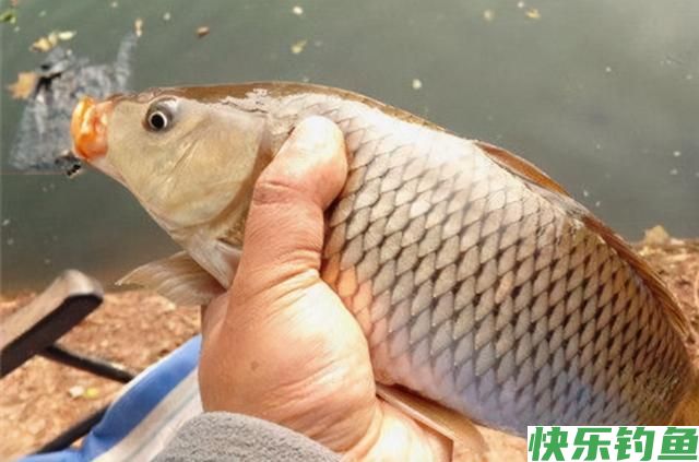 晚春野钓大鲤鱼技巧