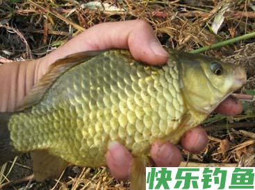 野钓一竿走天下？