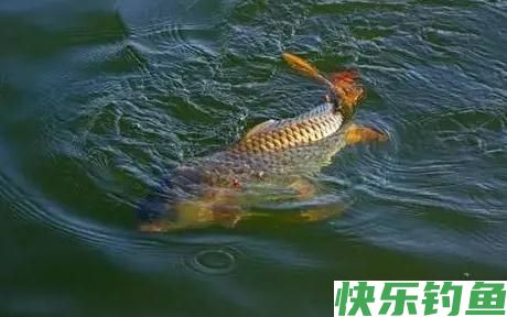 野钓经验之谈 野钓鲤鱼需注意 如何诱鱼是