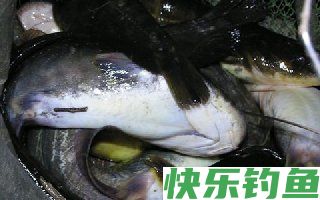 夏秋时节夜钓鲶鱼的技巧全解析