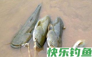 夏秋夜钓鲶鱼的经验之谈（钓法、钓饵、线组