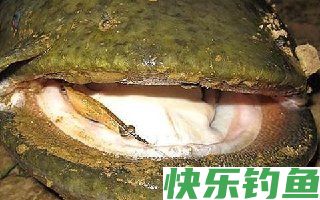 鲶鱼的路亚配装抛投技巧和操控