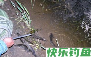 初秋插边竿夜钓鲶鱼攻略