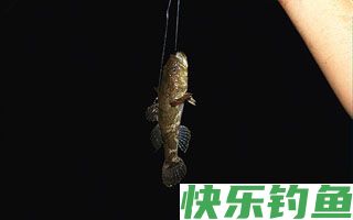 夏季夜钓鲶鱼的三个技巧
