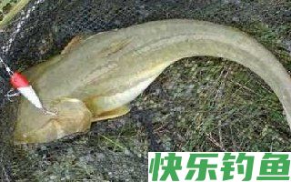 夏季垂钓养殖鲶鱼的技巧解析