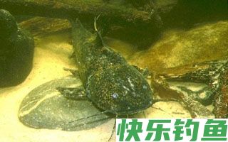 炎热夏日钓乌鲶的五个技巧
