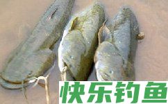鲶鱼的生活习性以及钓法解析