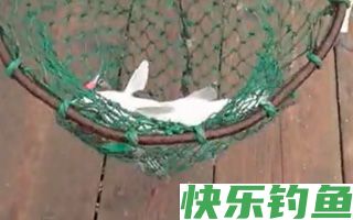 江河水库钓鲶鱼的一些技巧与方法