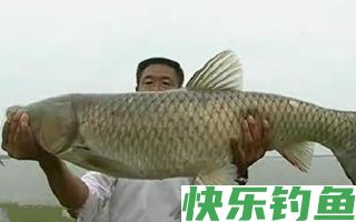 细说面包虫一款夜钓鲶鱼的好饵料