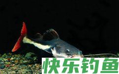 野河垂钓鲶鱼的钓点与时机选择技巧