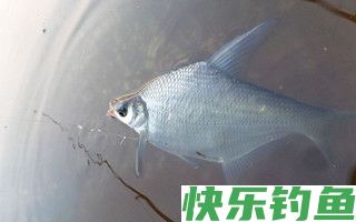 老钓友野钓鳊鱼用饵打窝及钓法总结